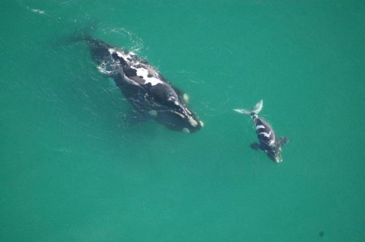 Crayfish Lodge Sea & Country Guest House Gansbaai Exterior foto