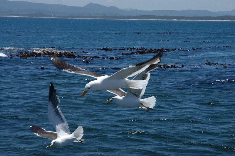 Crayfish Lodge Sea & Country Guest House Gansbaai Exterior foto