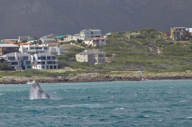 Crayfish Lodge Sea & Country Guest House Gansbaai Exterior foto